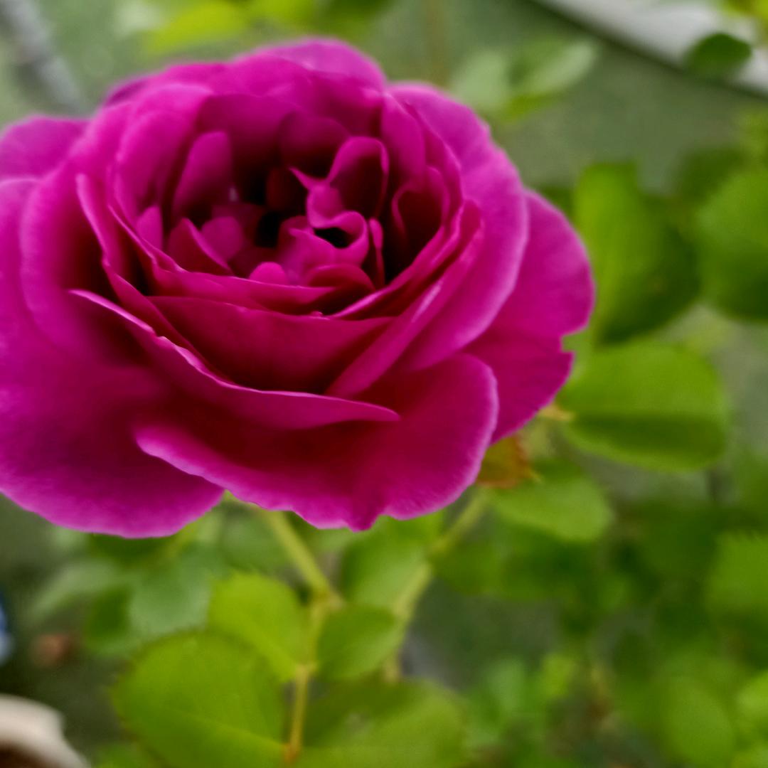西部花卉