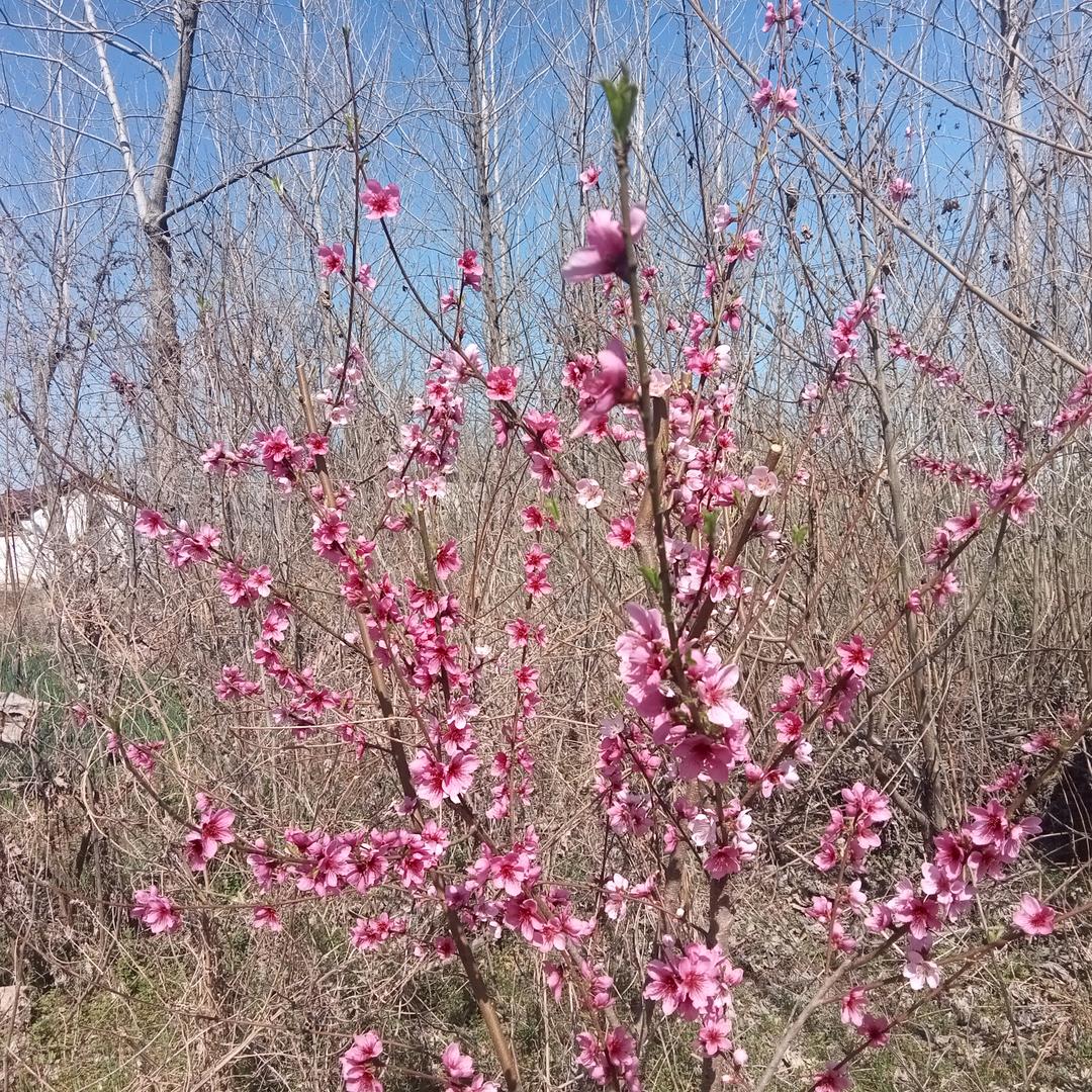 @楊