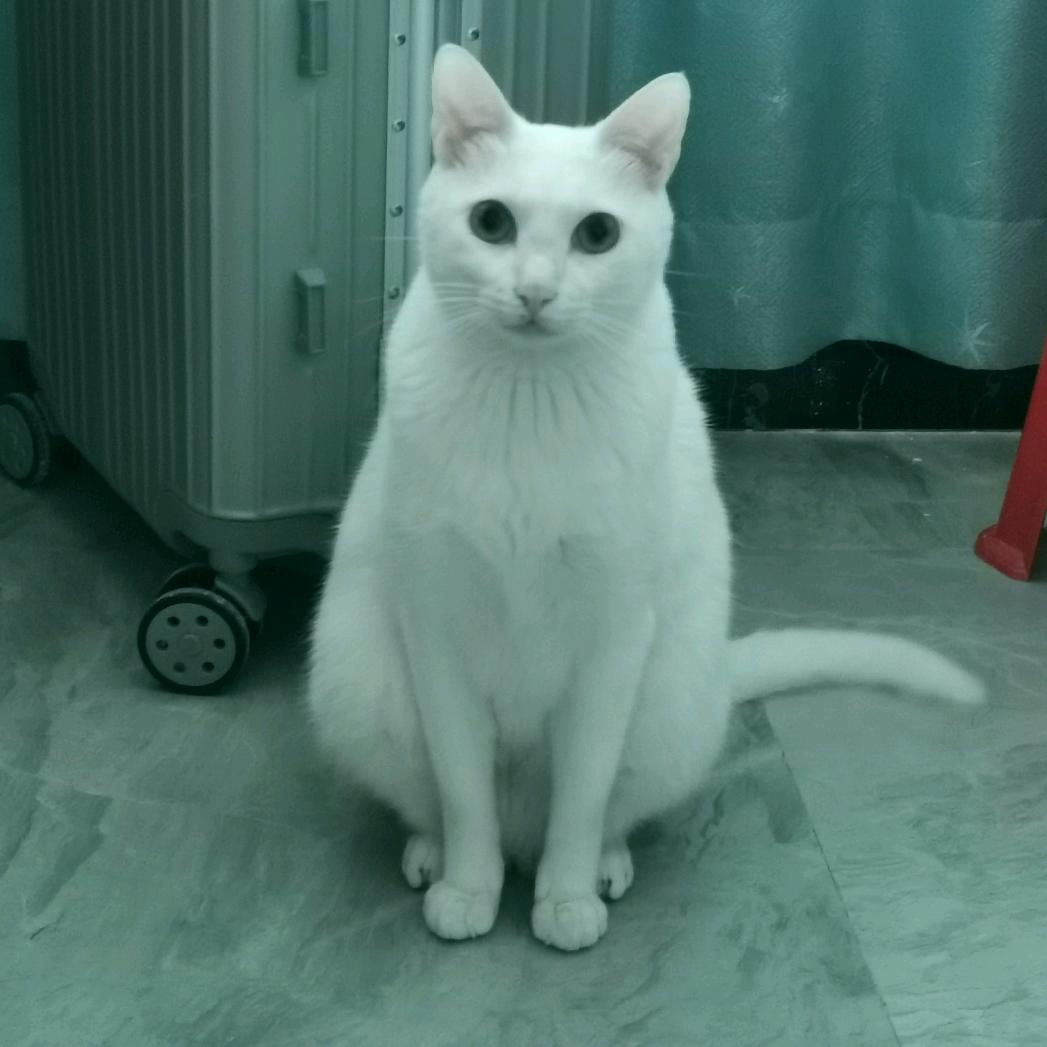 小白喵