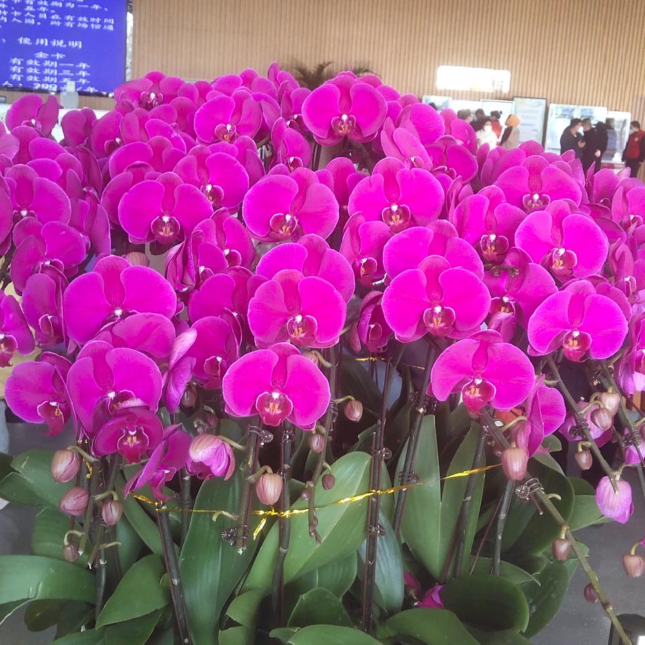 封心，锁爱