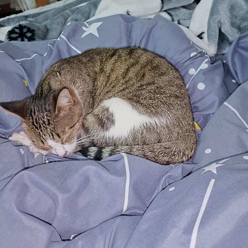 点点与灰灰🐱🐱