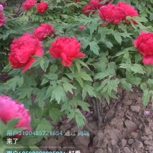 花中花🌻🌹🌾