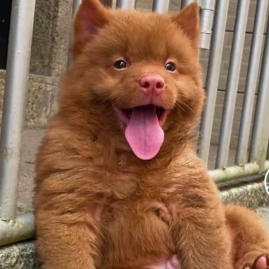 断了跟的解放鞋