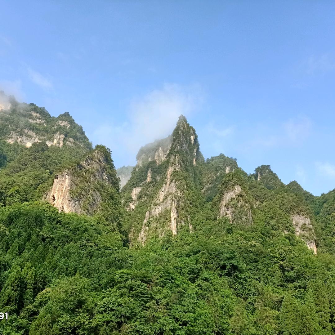 小刺果