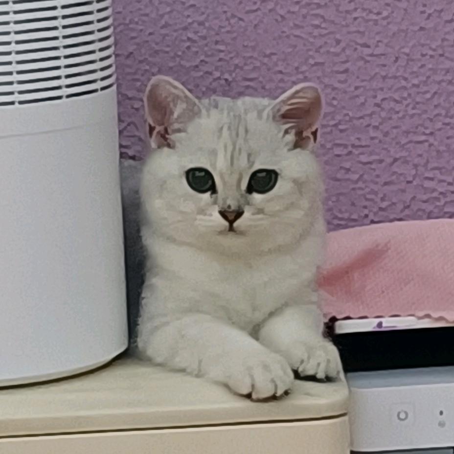 喜宝贝儿