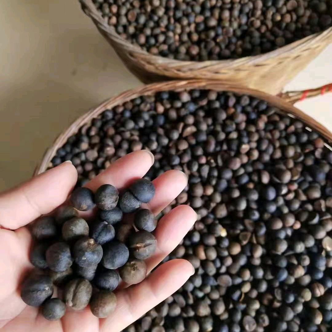 莲花茶籽，茶油批发。