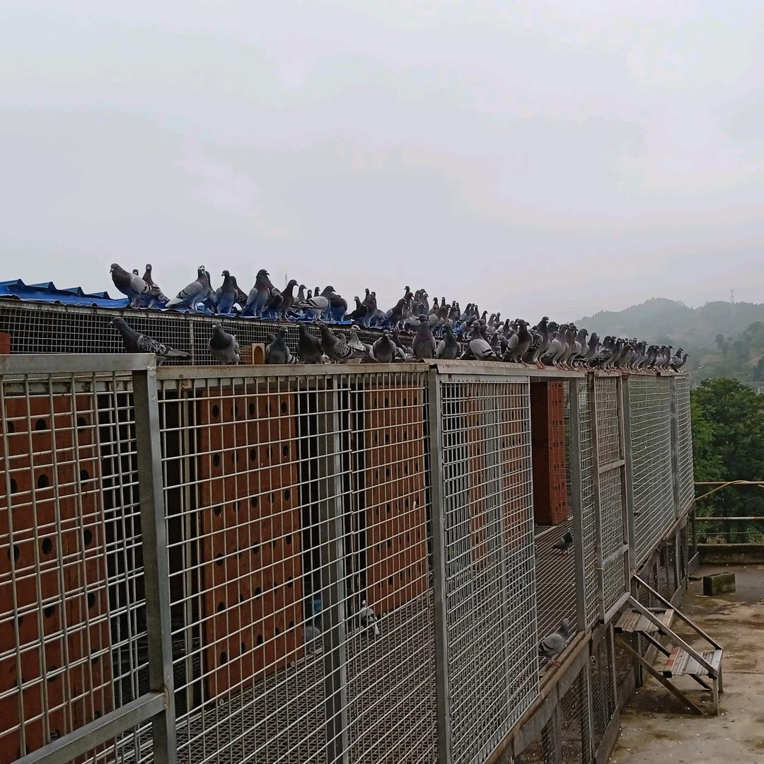 正洪赛鸽寄养中心
