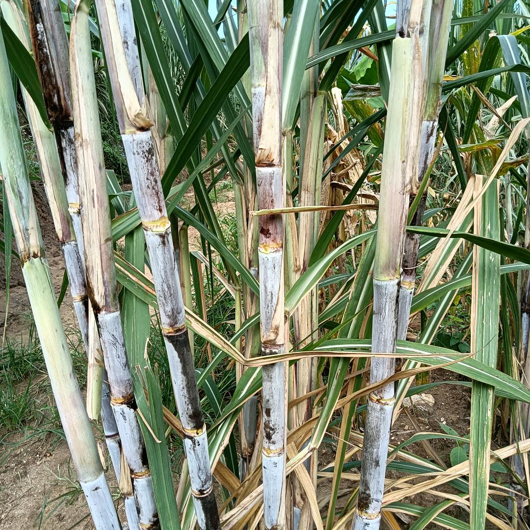 李旭超