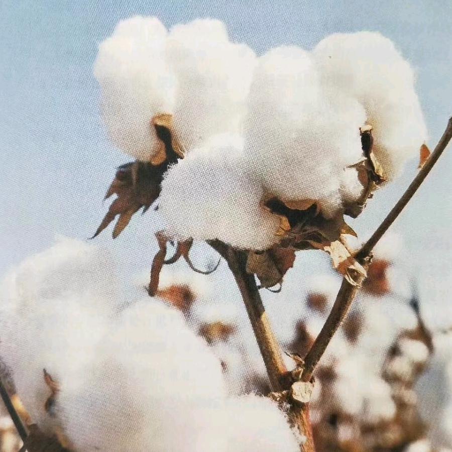 倔老头蚕丝被(宣威）专用号