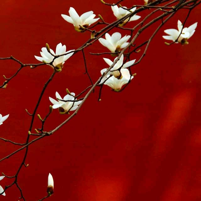 春暖花开--