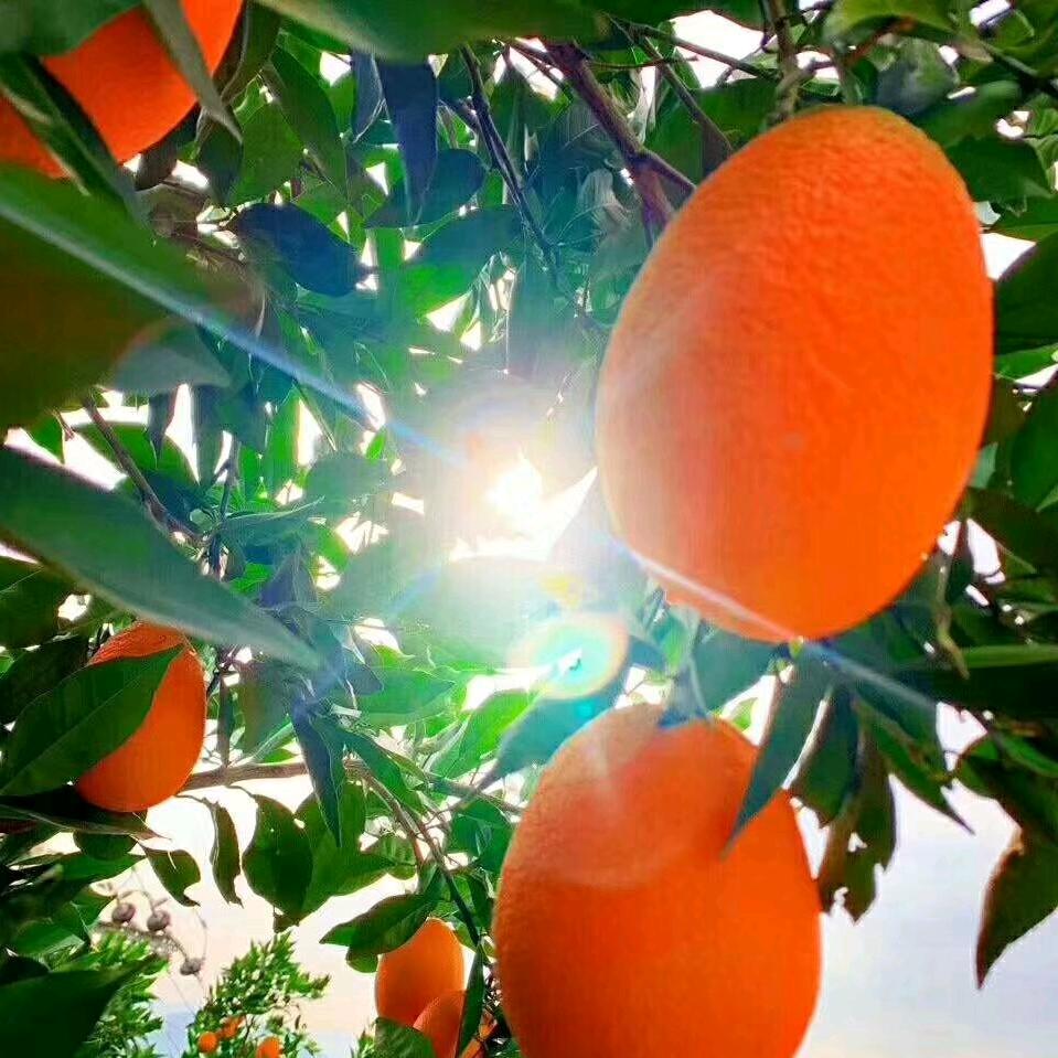 🍊橙子