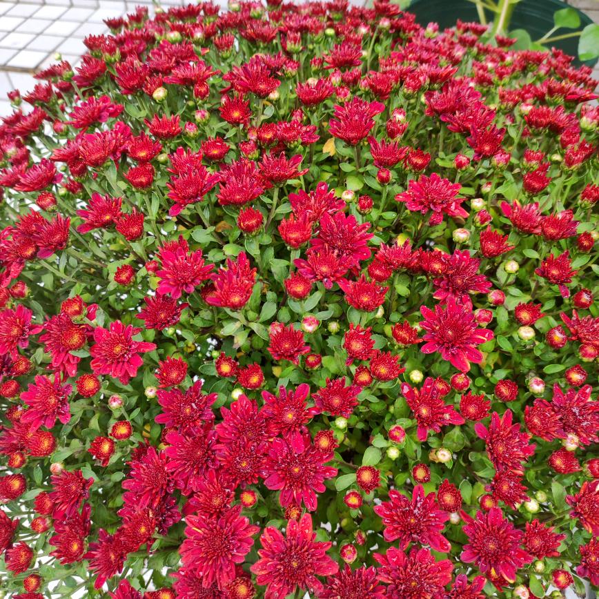 ༄༊࿆红 叶࿐