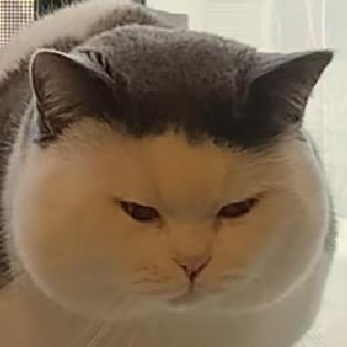 淀粉肠小姐