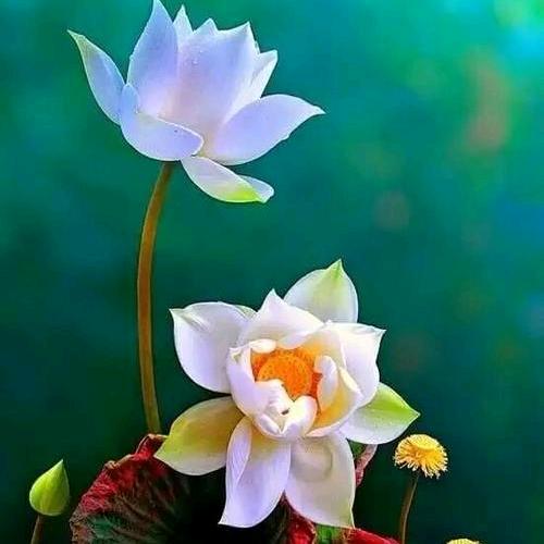军中绿花🇨🇳