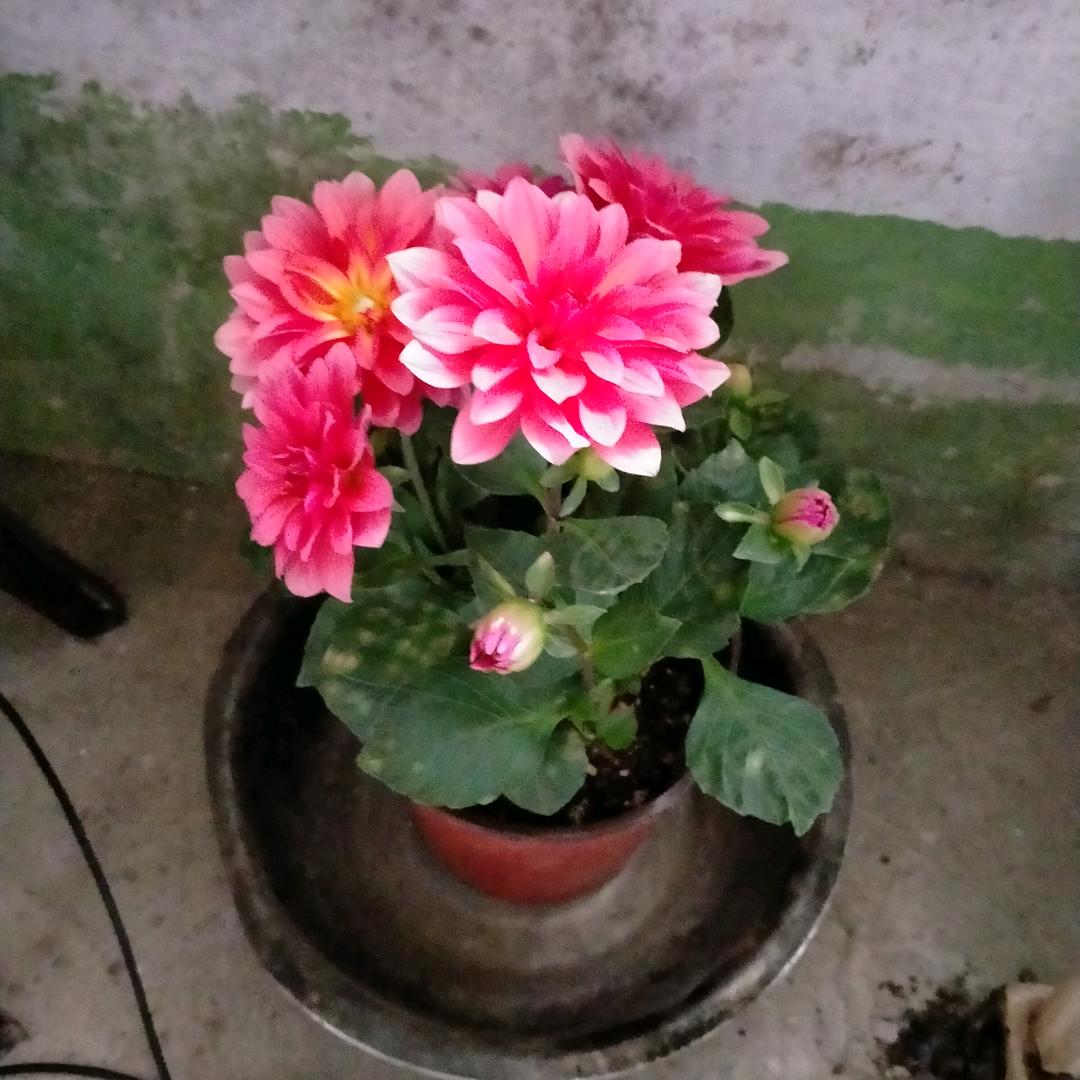 人在江湖身不由己