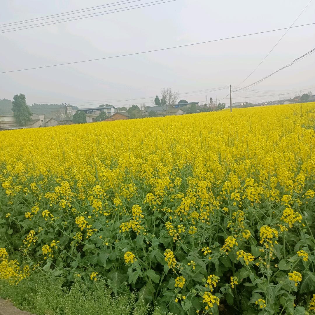 杆遮