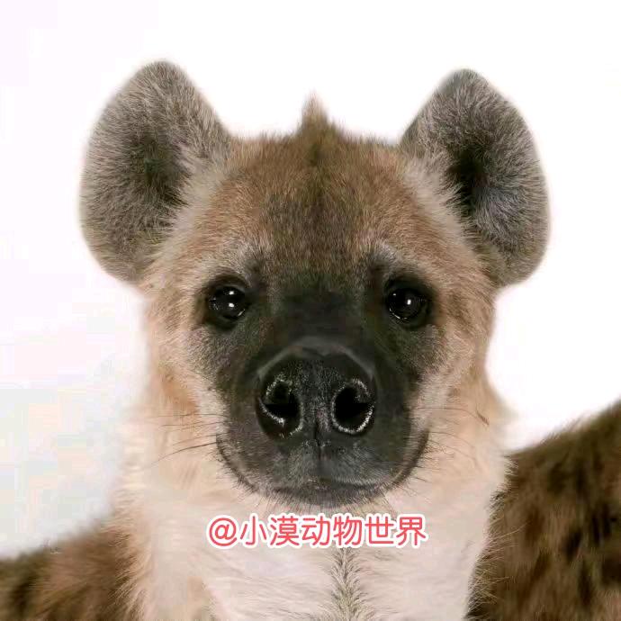 小漠动物乐园