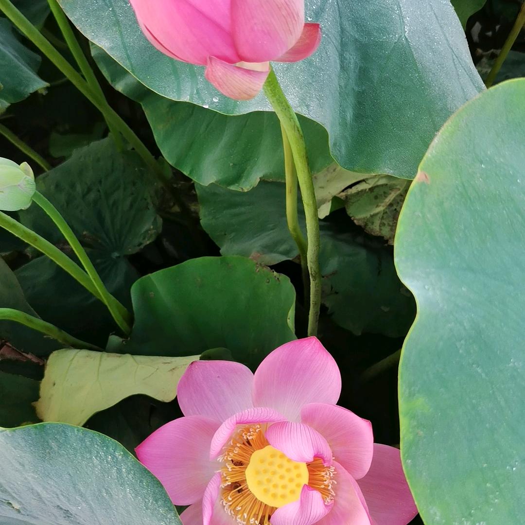 🎄一起安好🌹🌹🌹