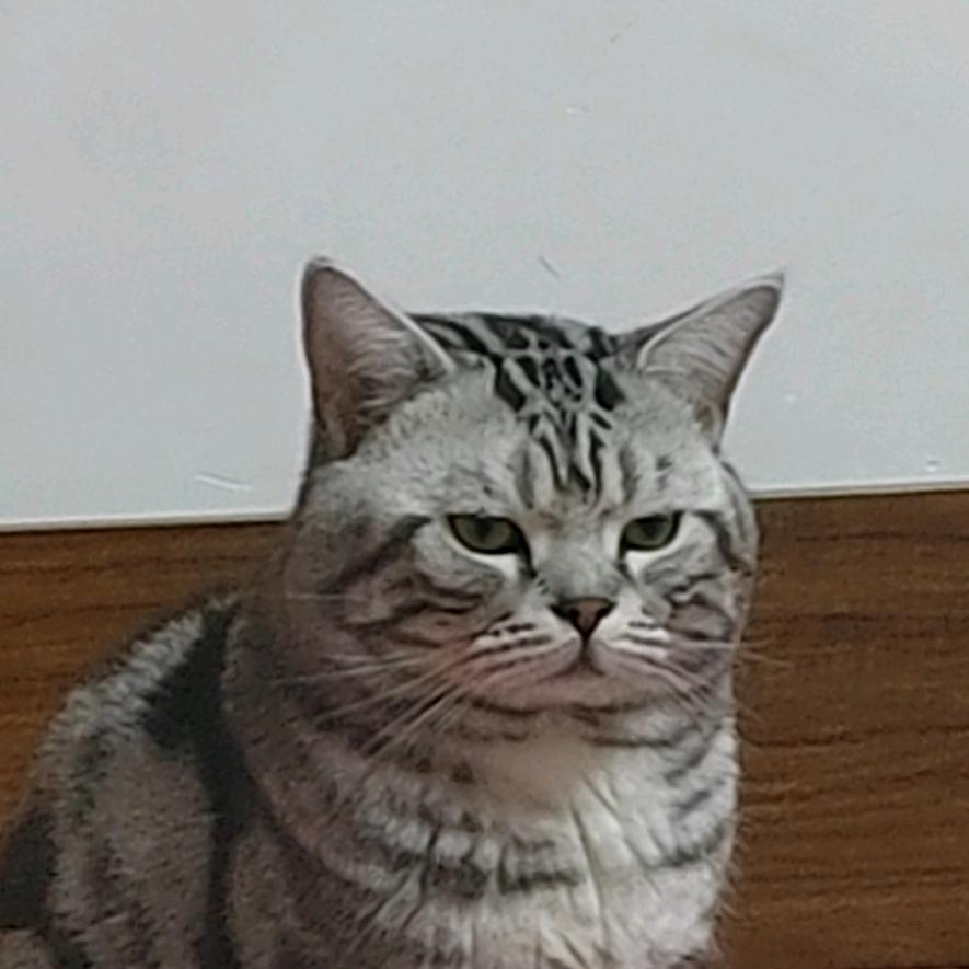 猫泪泪