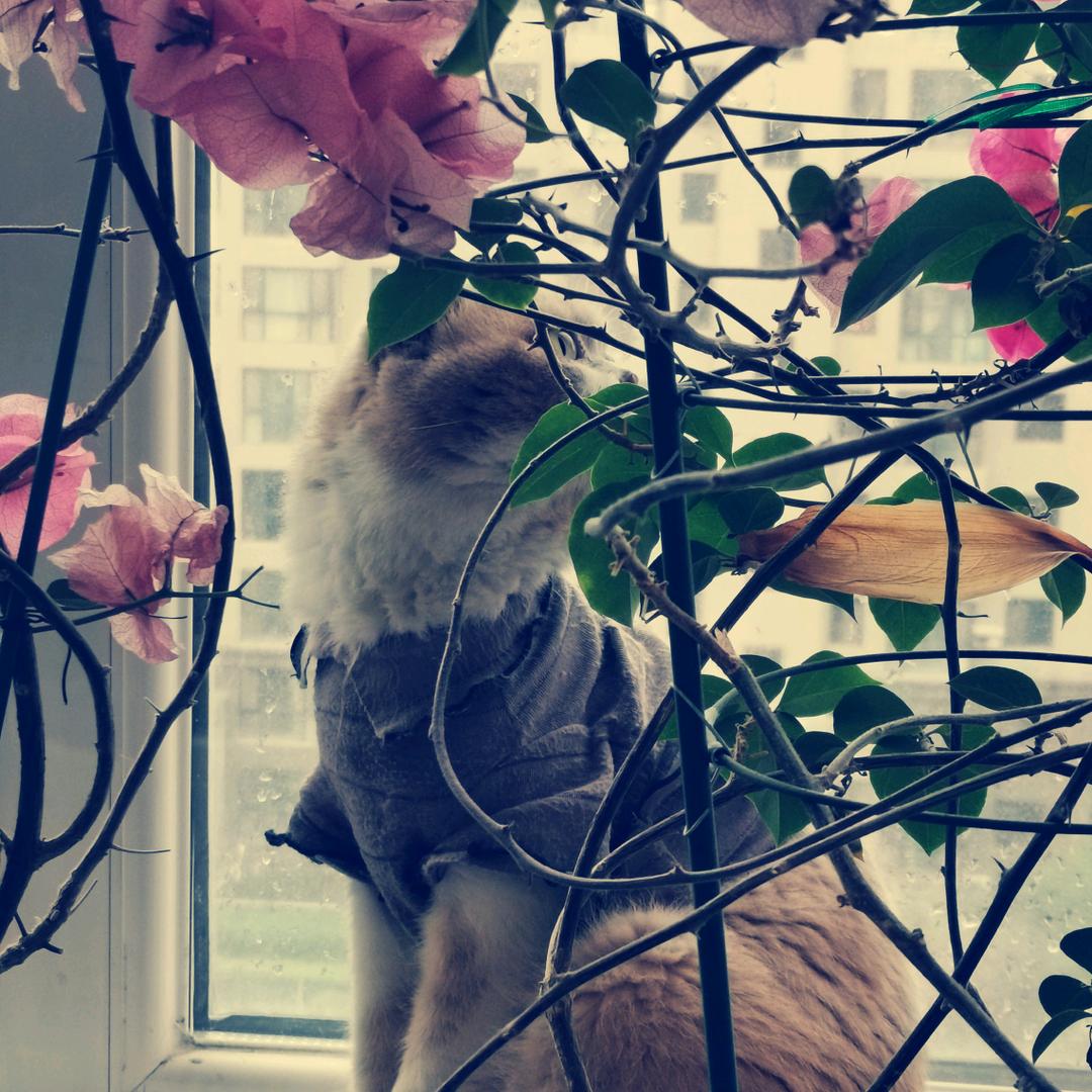 布丁是铁胆火车侠