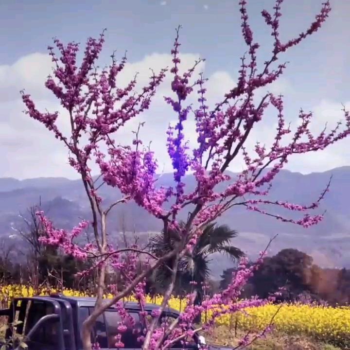 亚兰蝶欢峰