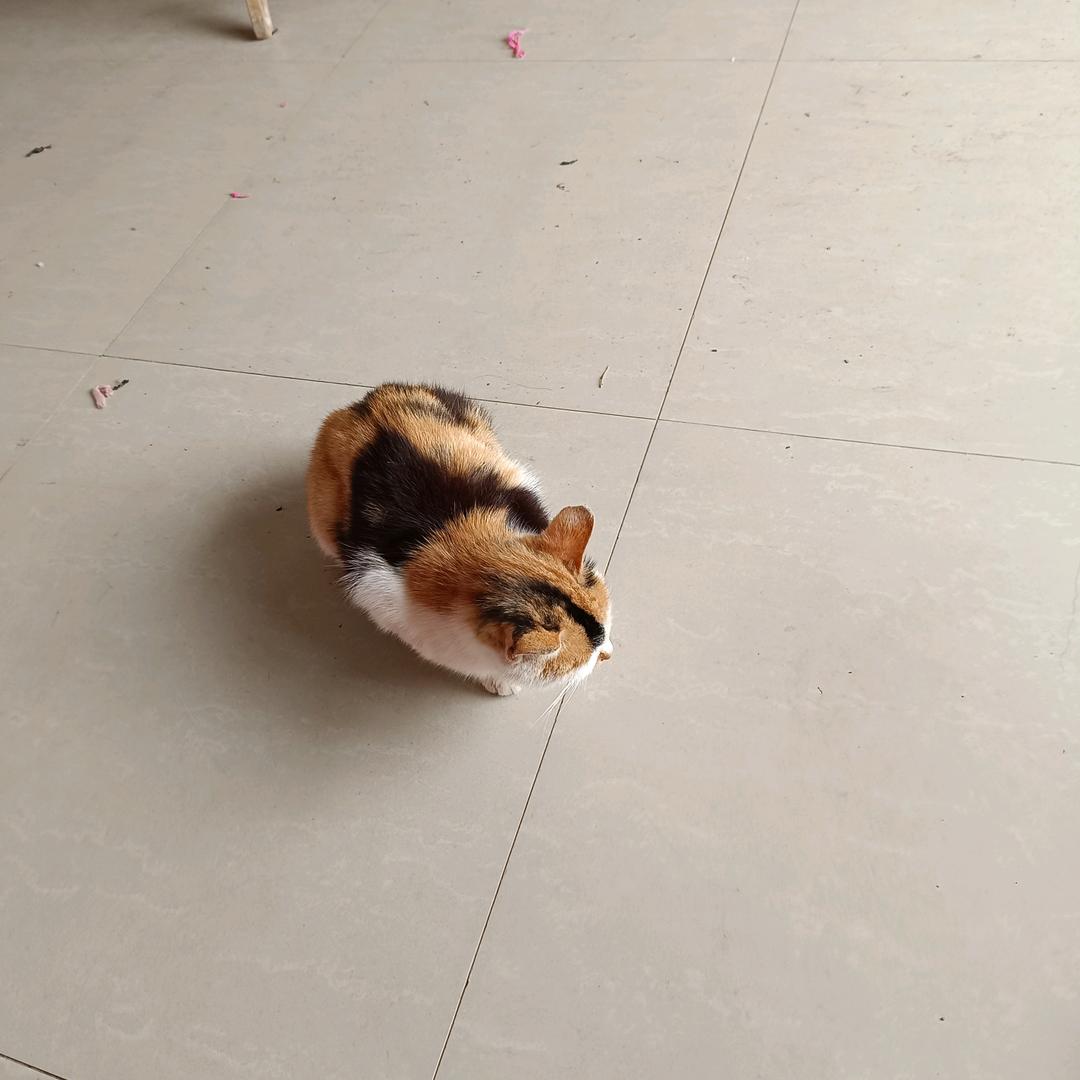 愿意