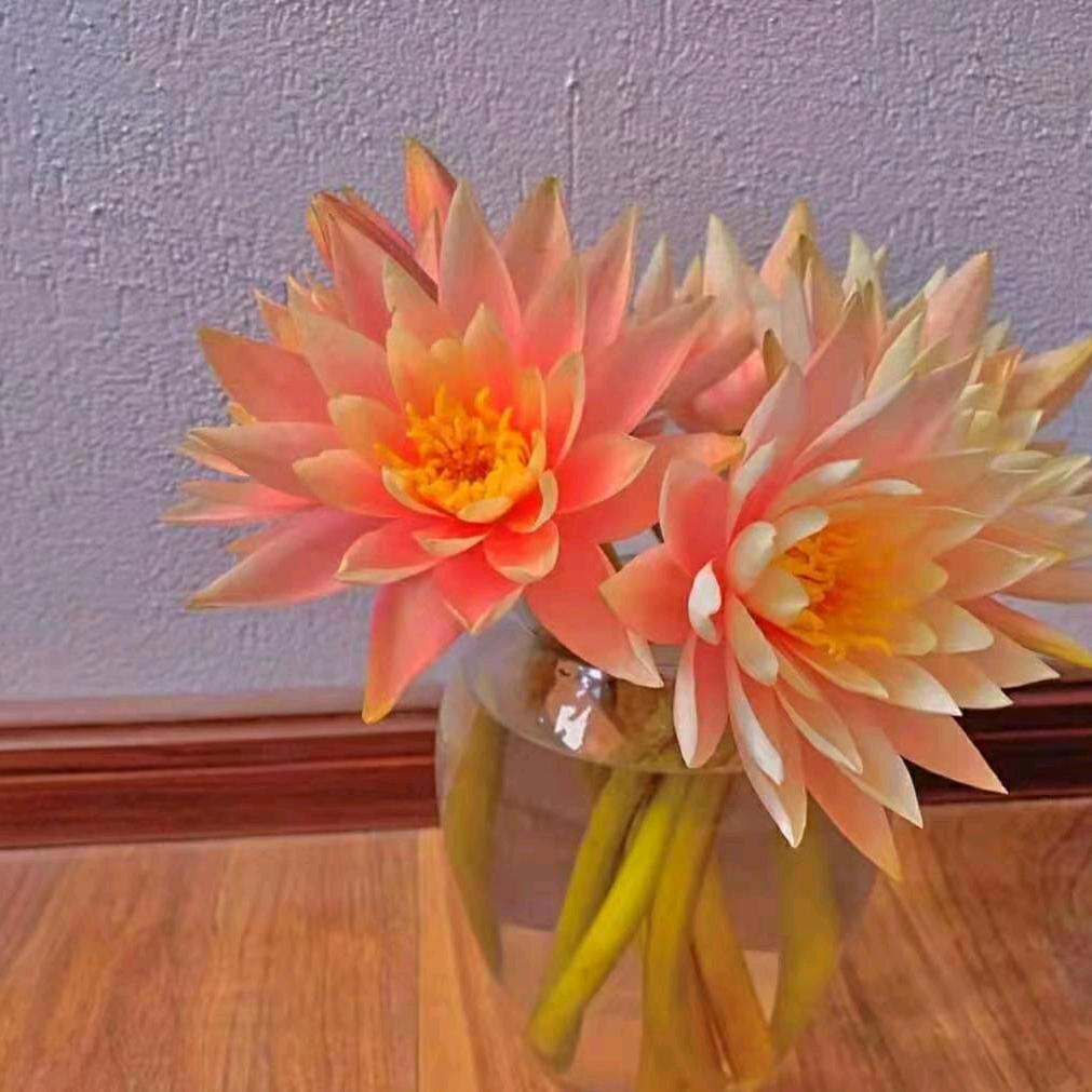 风中追月