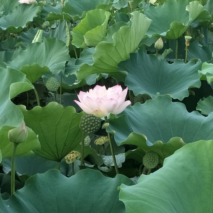 鹏