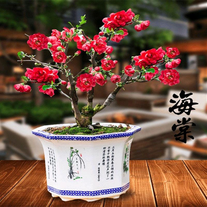 瑾萱花卉盆景园