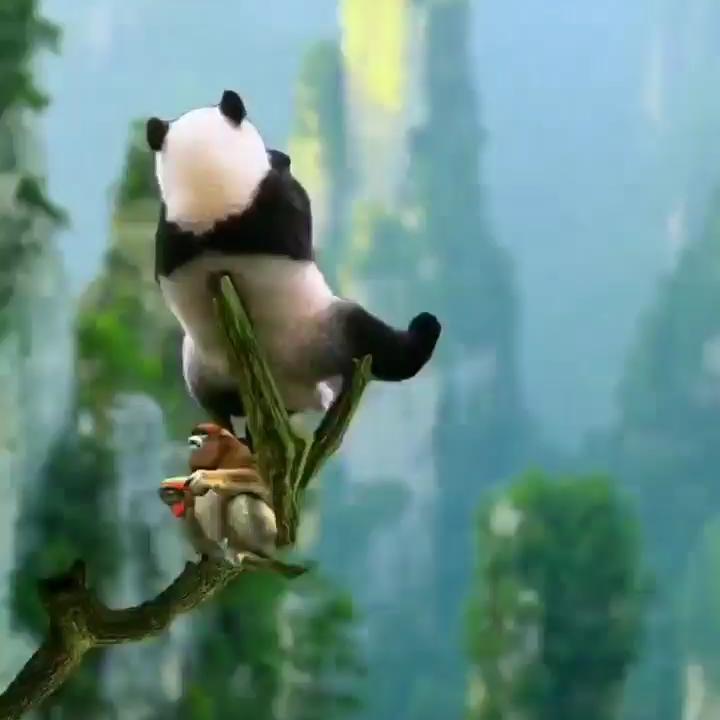 枫枫