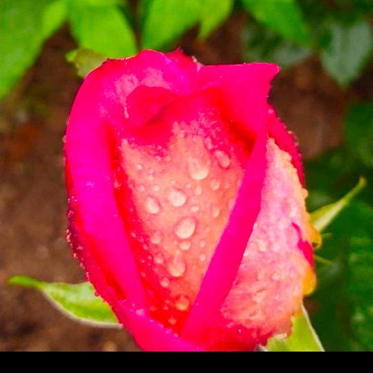 ✿✿家庭和睦✿✿