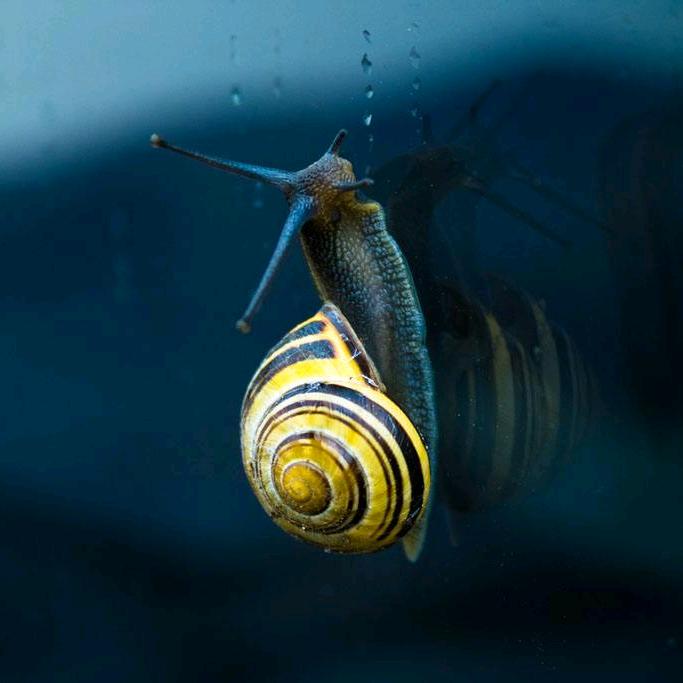 🐌先生……