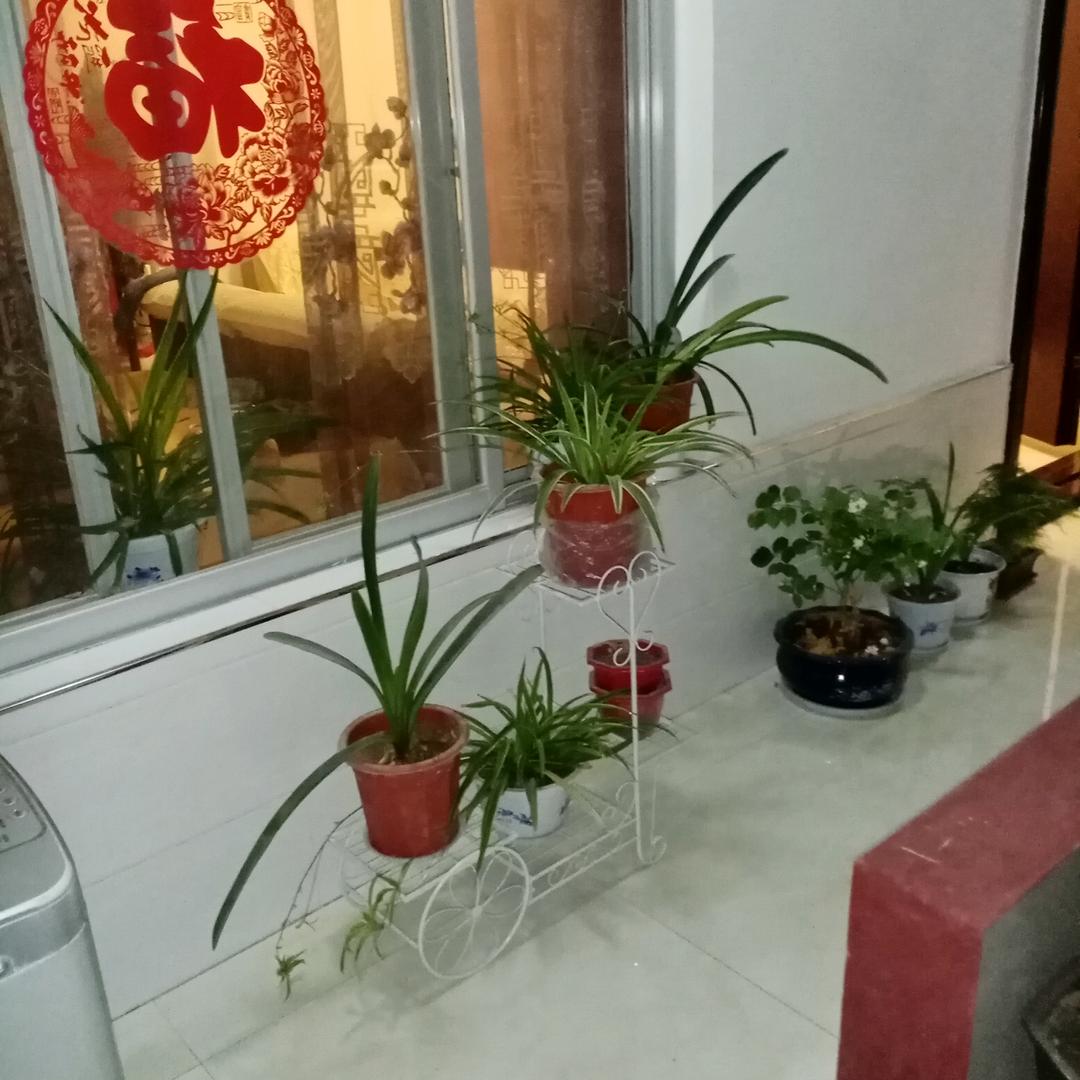 梦想成真