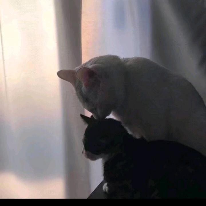 柠萌@