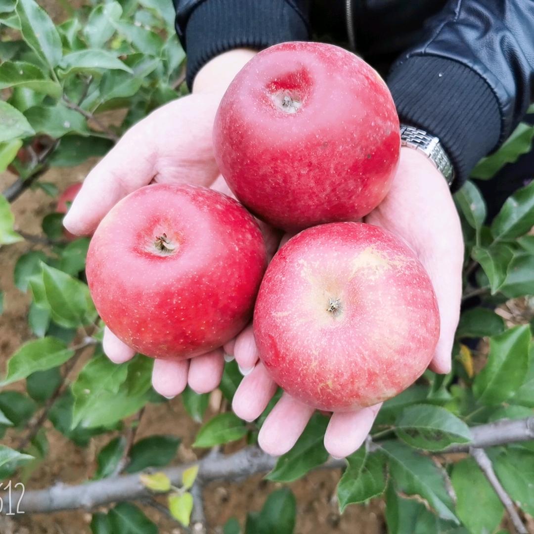 东篱鲜花生活馆