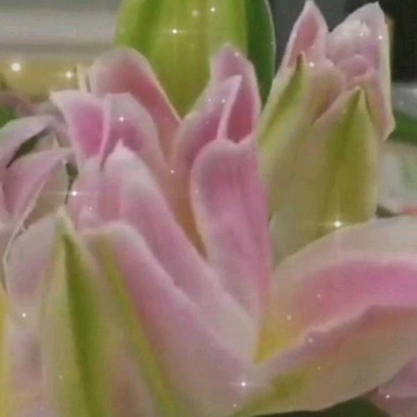 💞香水百合🌸