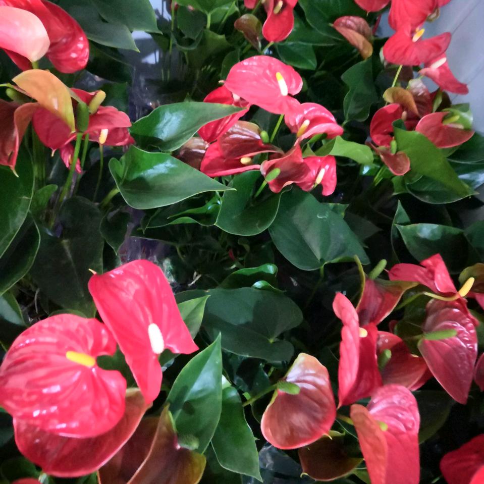 ＜锦秀前程＞张