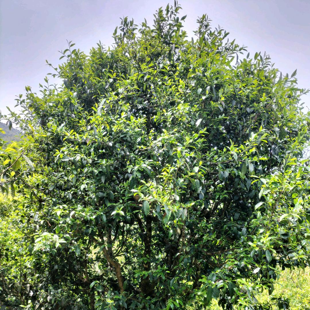 春茗茶业
