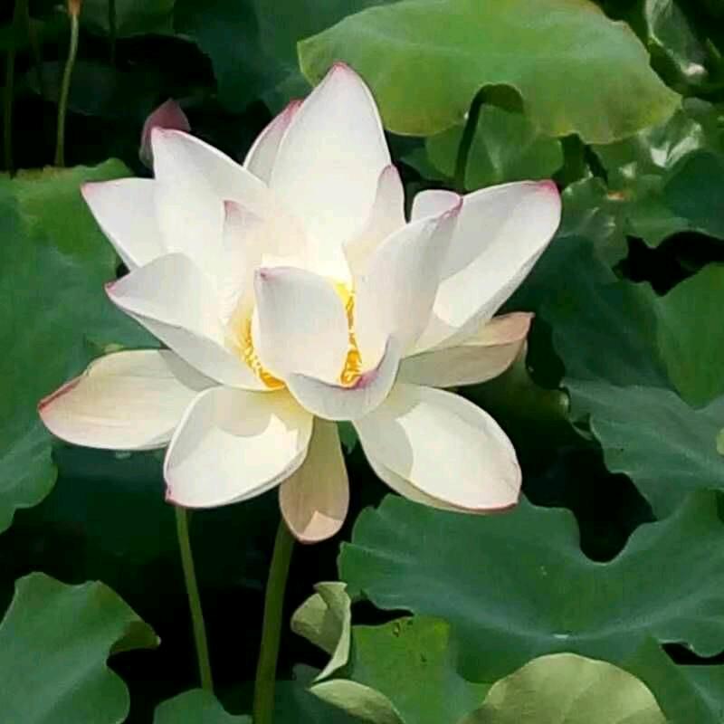 孙晓芹