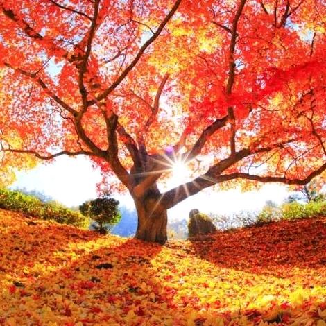 上善若水🍁