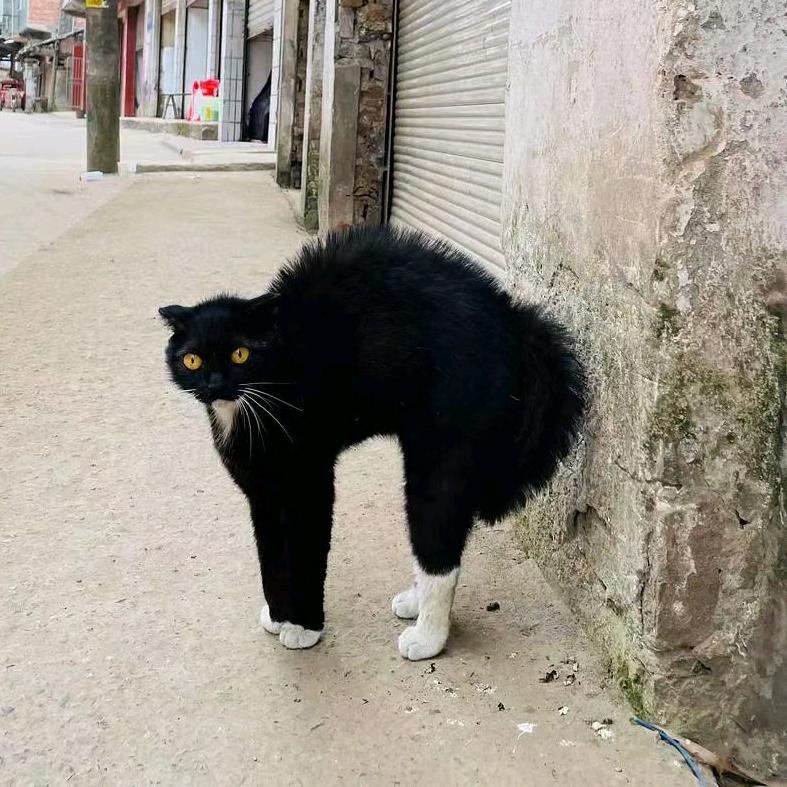 蛋炒饭不要蛋