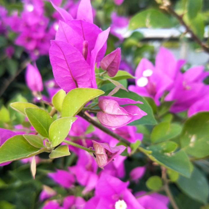 王花芹