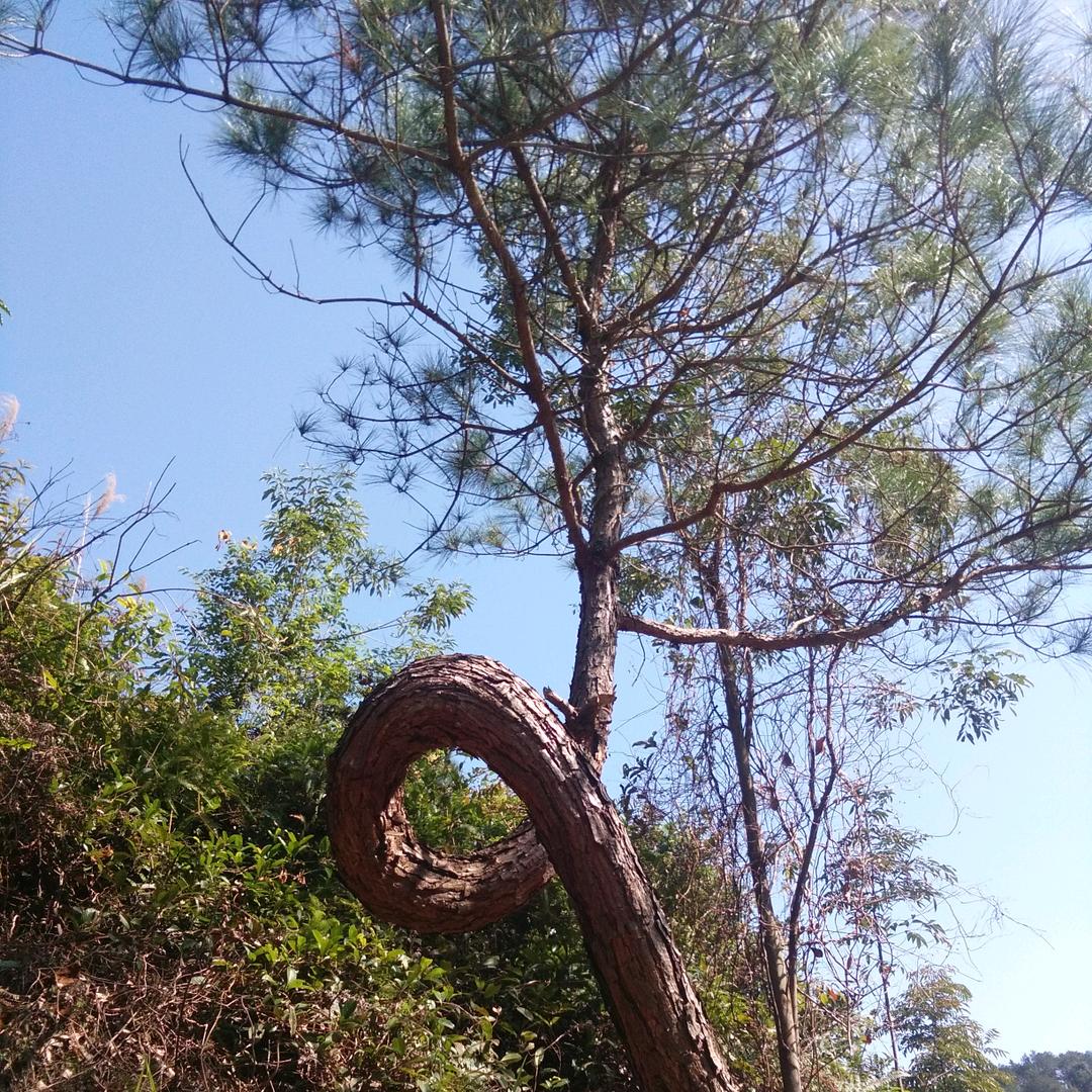 大山。