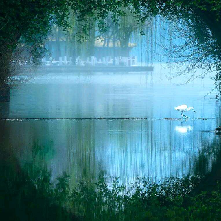 柠檬草