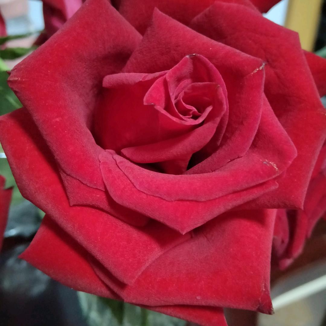 玫瑰花瓣