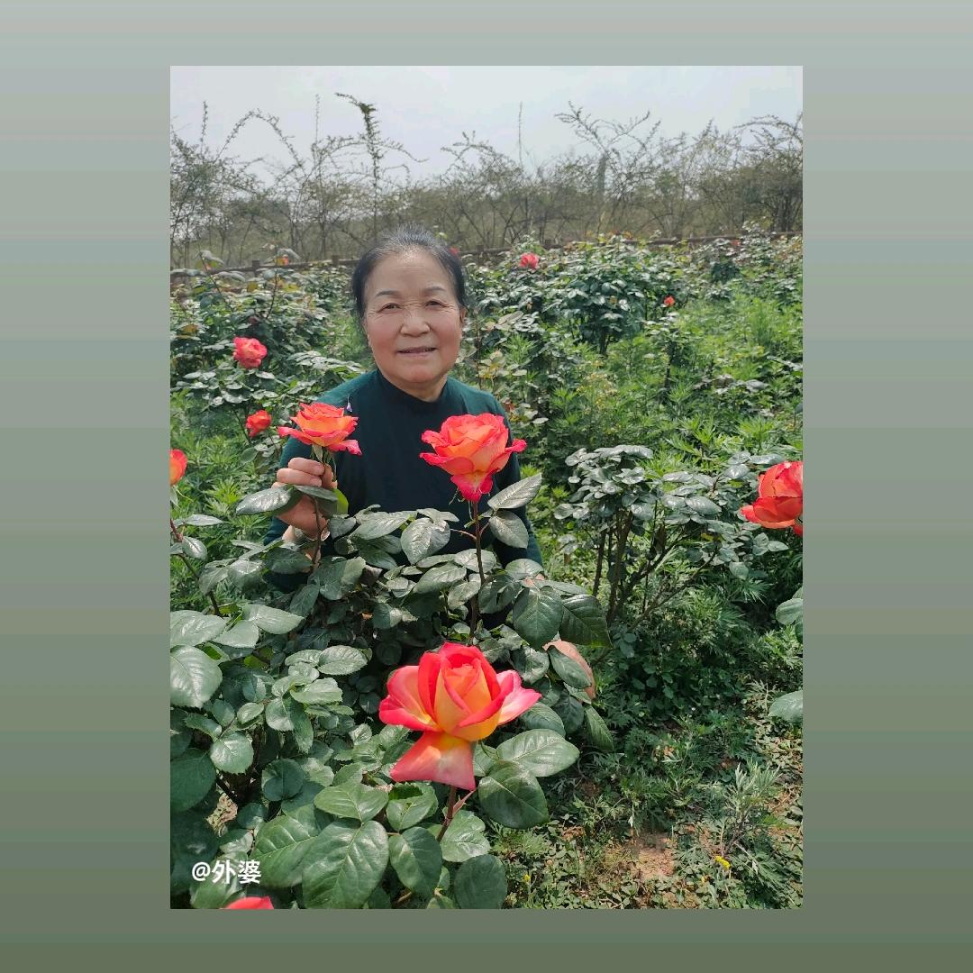 朱奶奶头像