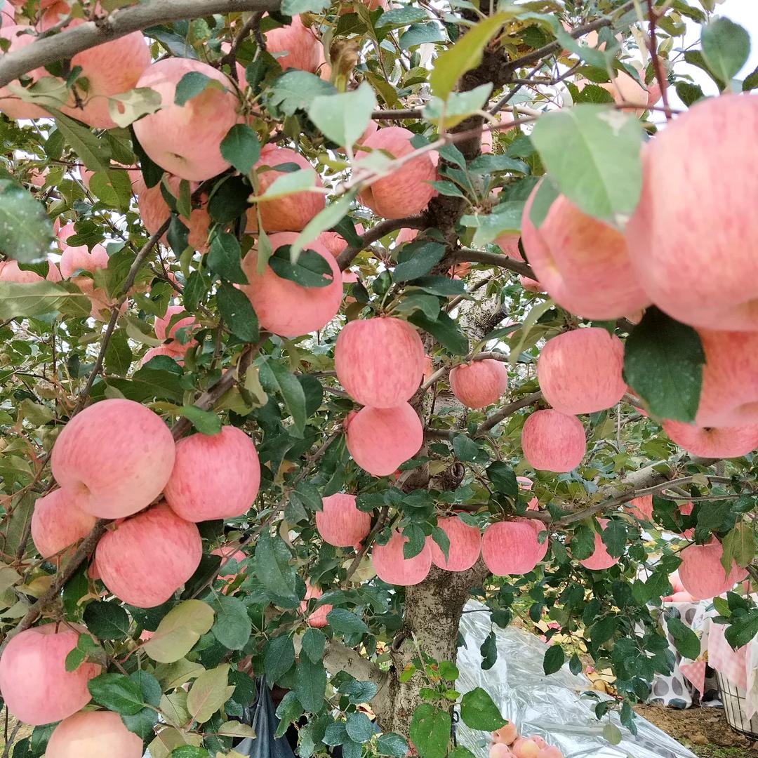 众德肥料(寺口店)官方号