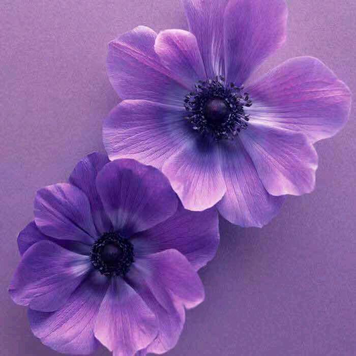 心情（大闸蟹）