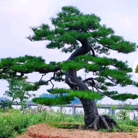 松韵园林