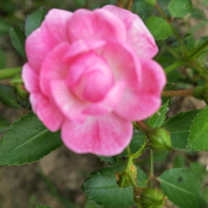 琪迪烁